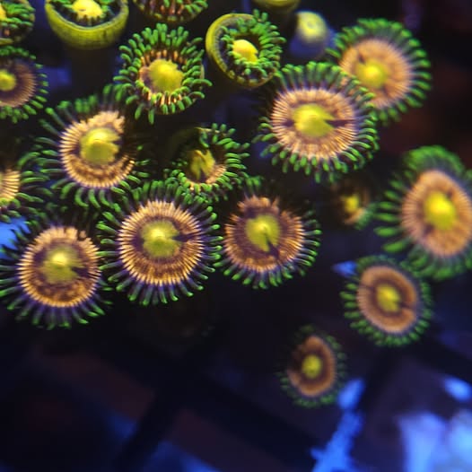 Laser Lemons