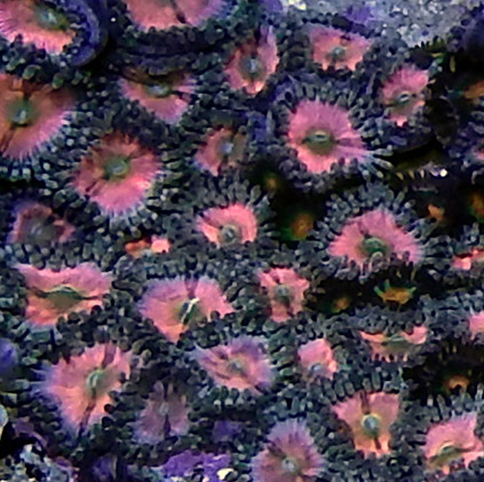 Pink Zoas hover