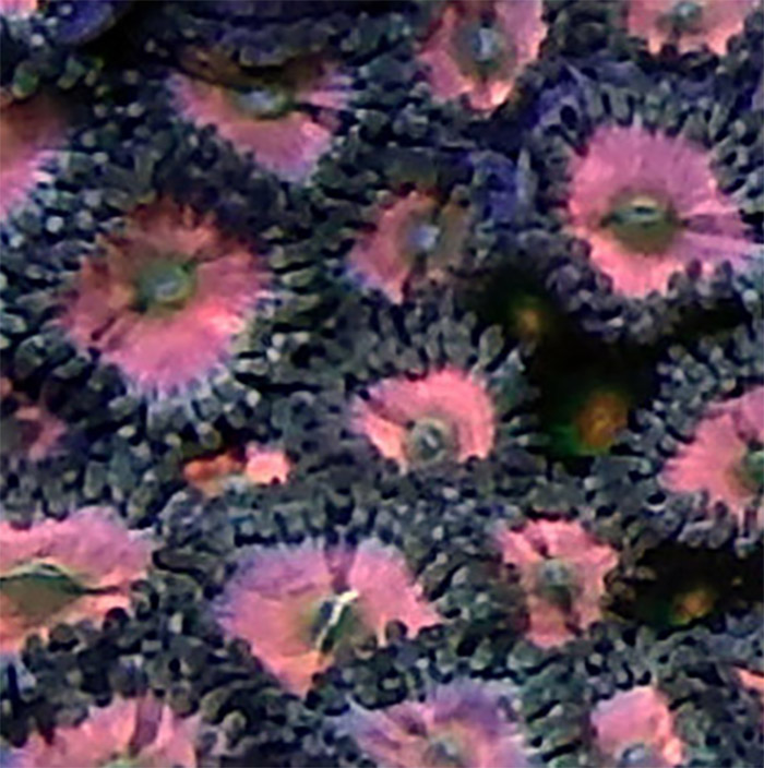 Pink Zoas