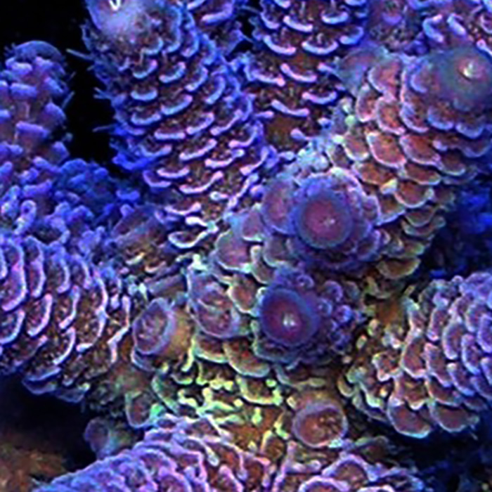Snowcone Prostrata hover