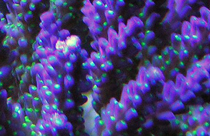 Purple Passion