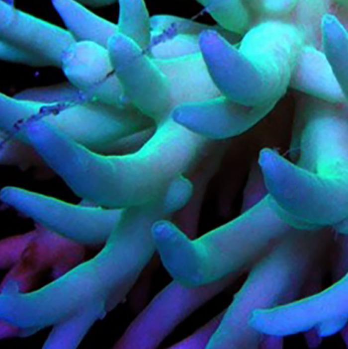 Dayglow Suharsonoi