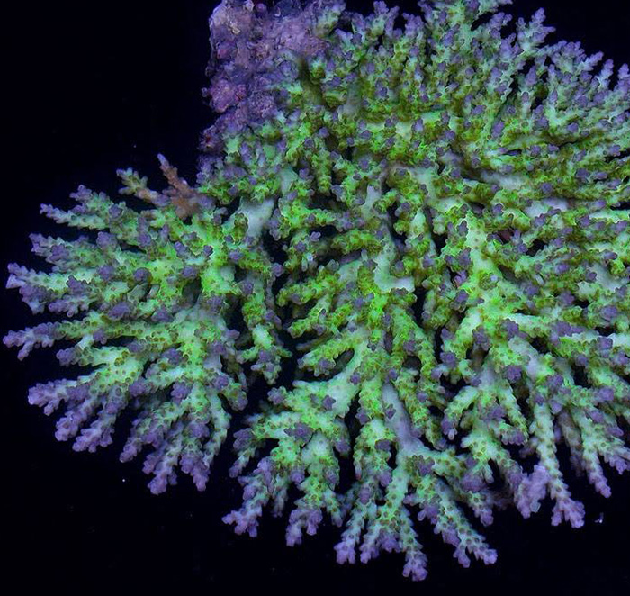 Crayola Plana