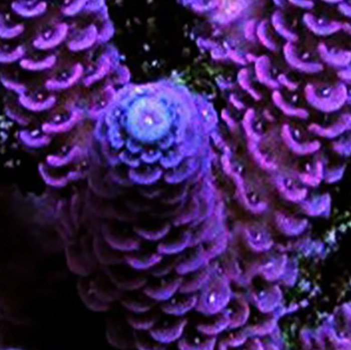Purple Nurple hover