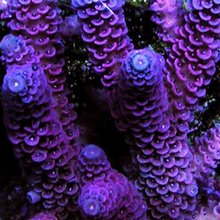 Purple Nurple