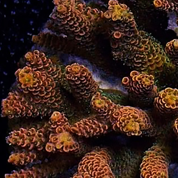 Copperhead Strike hover