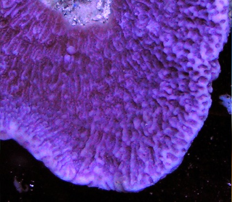 Purple Capricornis