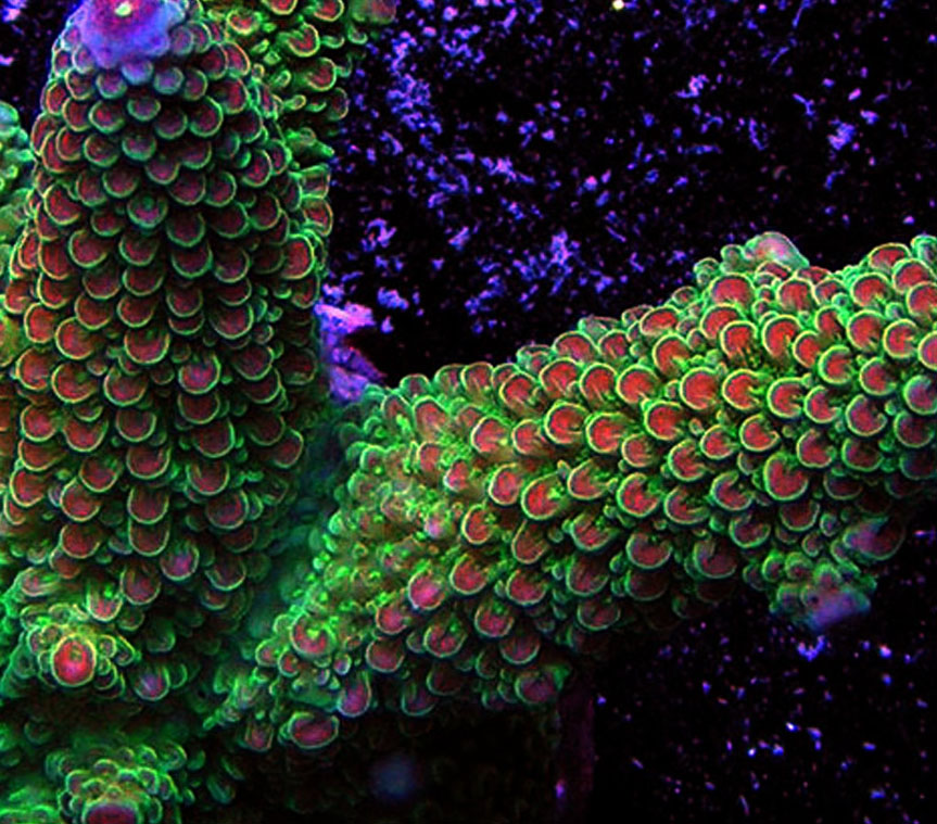 Dragon Skin
