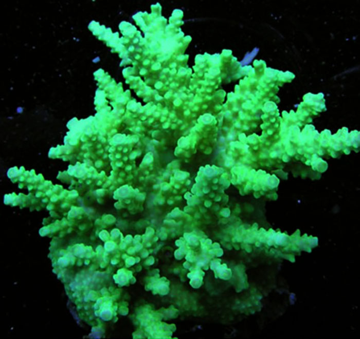 Acroporidea Radioactus