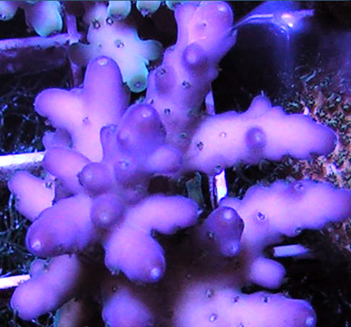 Purple Monster