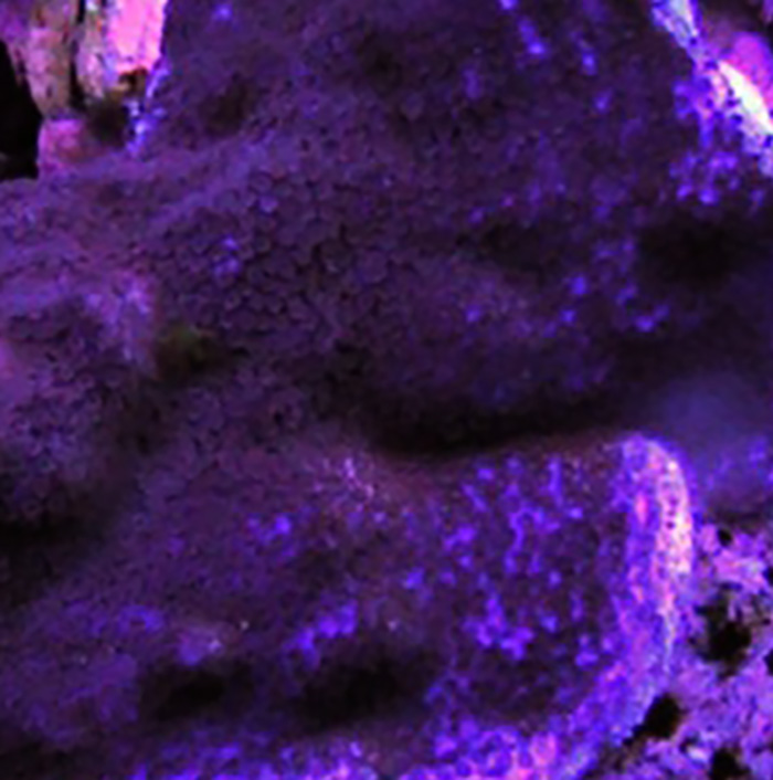 Purple Haze hover