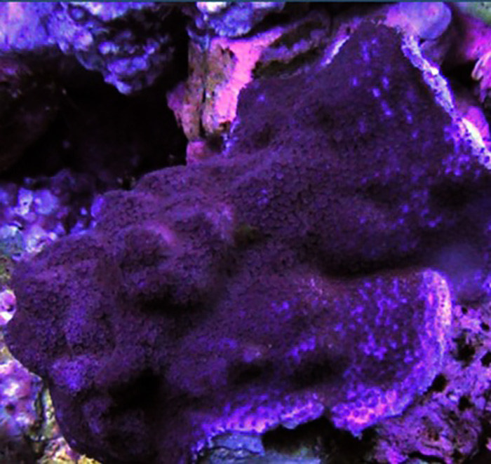 Purple Haze