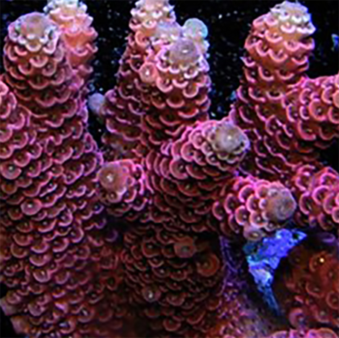 Pink Millepora hover
