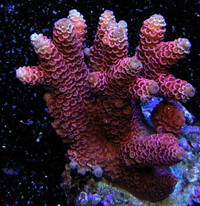 Pink Millepora