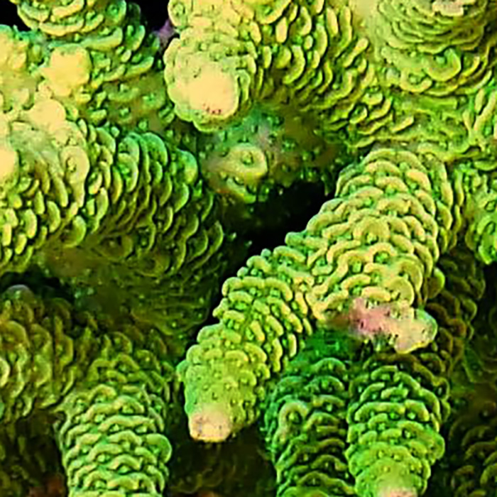Nuke Millipora hover
