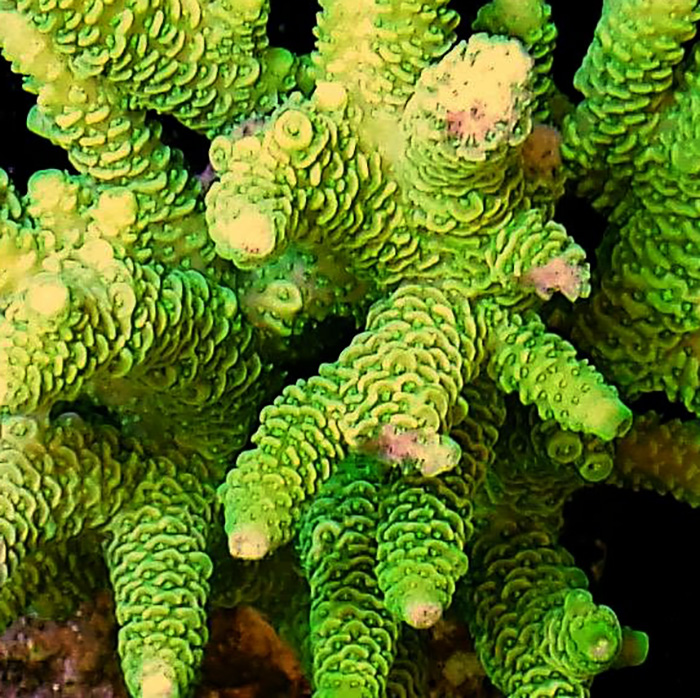 Nuke Millipora