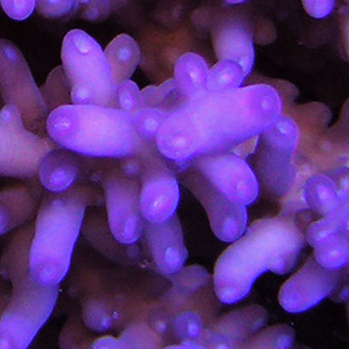 Purple Monster hover