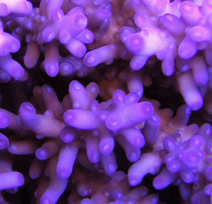 Purple Monster