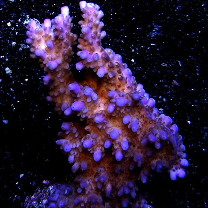 Solitaryensis