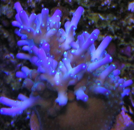 30,000 Leagues Lokani