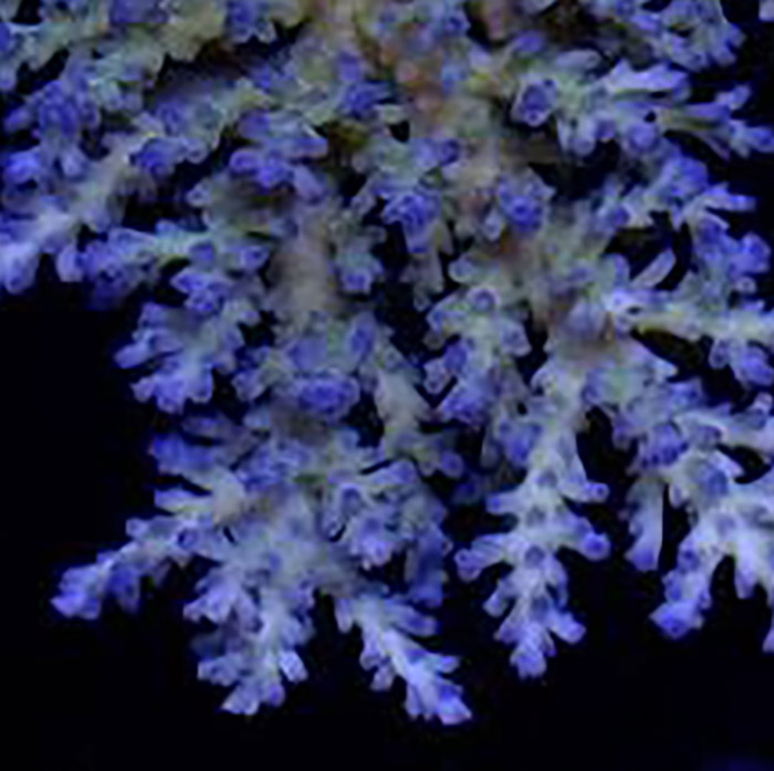 Blue Jay Cardus hover