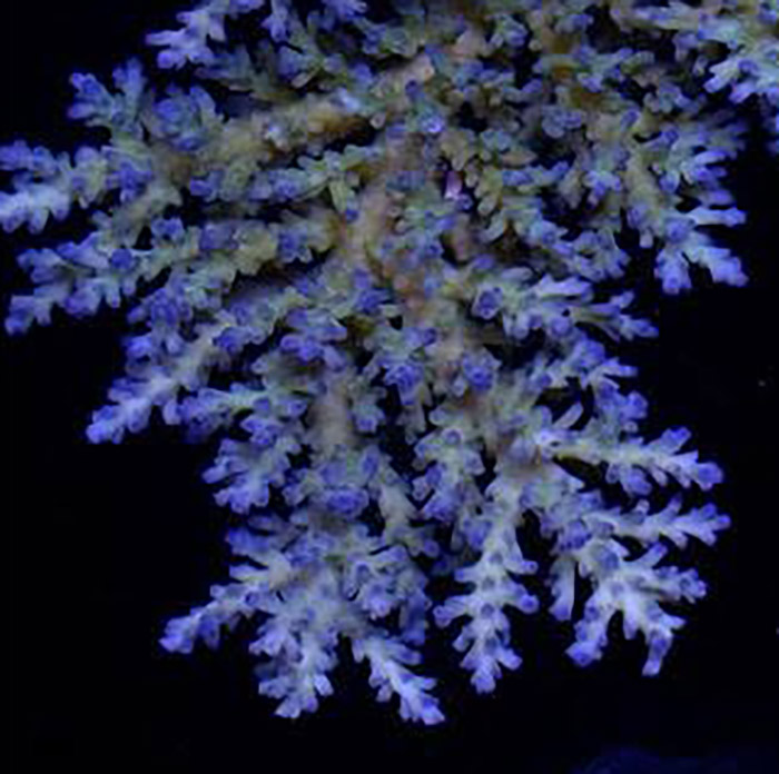 Blue Jay Cardus
