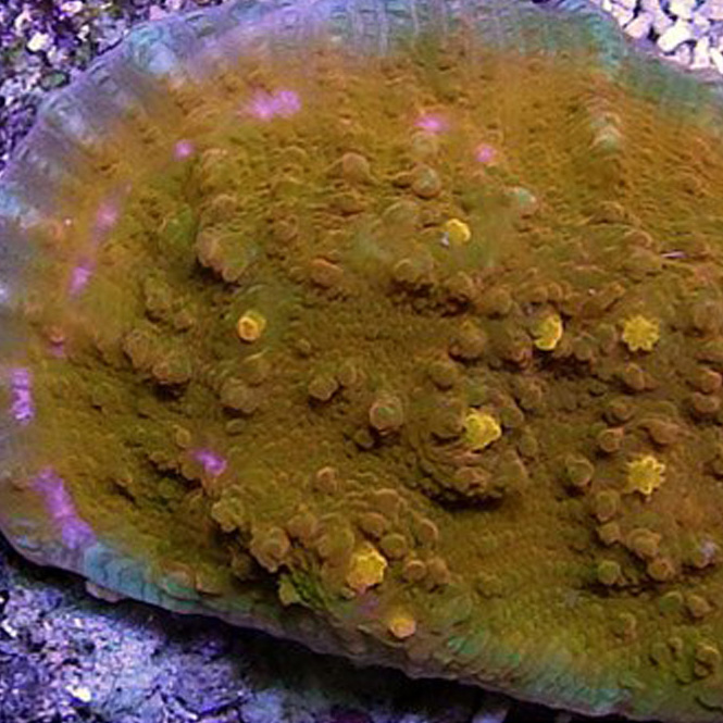 Lucky Charms