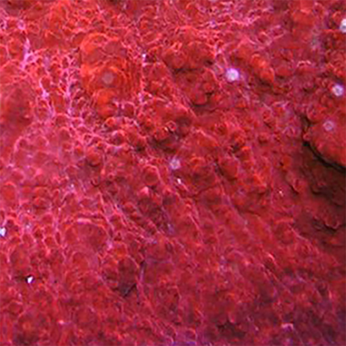 Blood Lust hover
