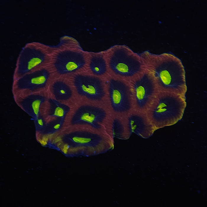 Laser Lemons
